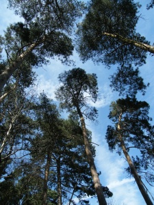 Pine Tar - Pine Trees in Nature Reserve